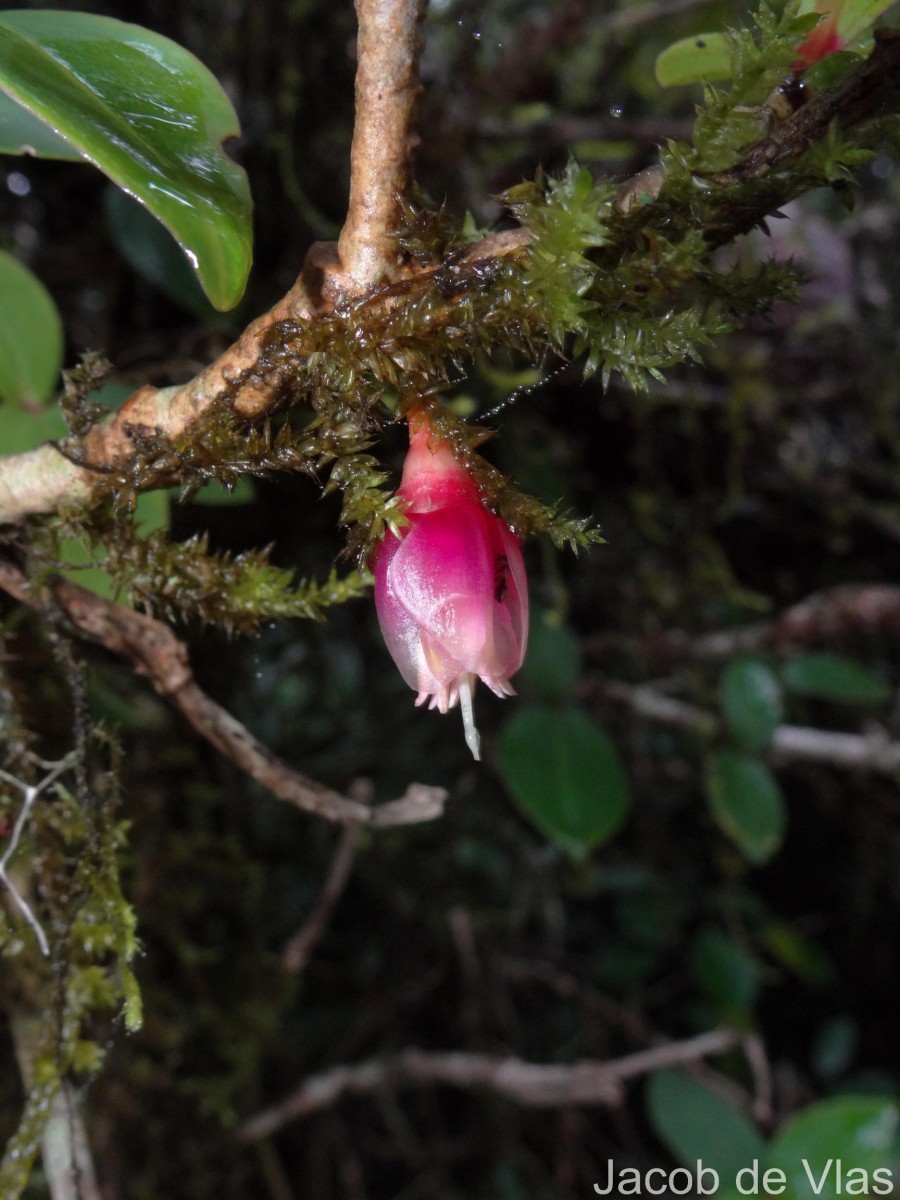 Medinilla fuchsioides Gardner